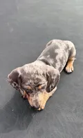 Silver dapple mini dachshund , a male Miniature Dachshund for sale in Carthage, MS – 3 of 6