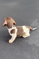 Chocolate and tan piebald, a female Miniature Dachshund for sale in Carthage, MS – 3 of 10