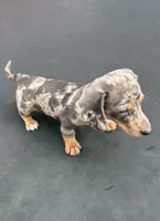 Silver dapple mini dachshund , a male Miniature Dachshund for sale in Carthage, MS – 5 of 6