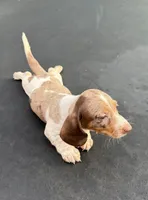 Isabella dapple and tan piebald , a male Miniature Dachshund for sale in Carthage, MS – 7 of 9
