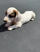 GG’s mini dachshund , a female Miniature Dachshund for sale in Carthage, MS – 6 of 6