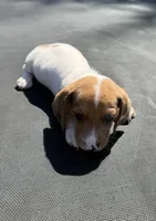 Red piebald, a male Miniature Dachshund for sale in Carthage, MS – 3 of 4