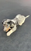Silver dapple and tan piebald , a female Miniature Dachshund for sale in Carthage, MS – 6 of 10