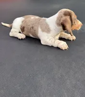 Isabella dapple and tan piebald , a male Miniature Dachshund for sale in Carthage, MS – 5 of 9