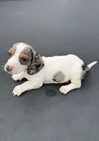 Miniature dachshund , a male Miniature Dachshund for sale in Carthage, MS – 4 of 4
