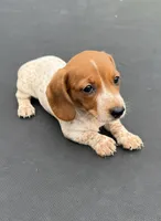 Gill’s mini dachshund , a female Miniature Dachshund for sale in Carthage, MS – 2 of 7