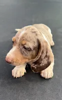 Isabella dapple and tan piebald , a male Miniature Dachshund for sale in Carthage, MS – 6 of 9