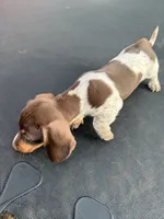 Chocolate and tan piebald, a female Miniature Dachshund for sale in Carthage, MS – 10 of 10
