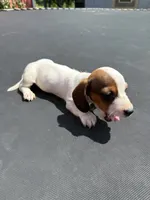 GG’s mini dachshund , a female Miniature Dachshund for sale in Carthage, MS – 3 of 6