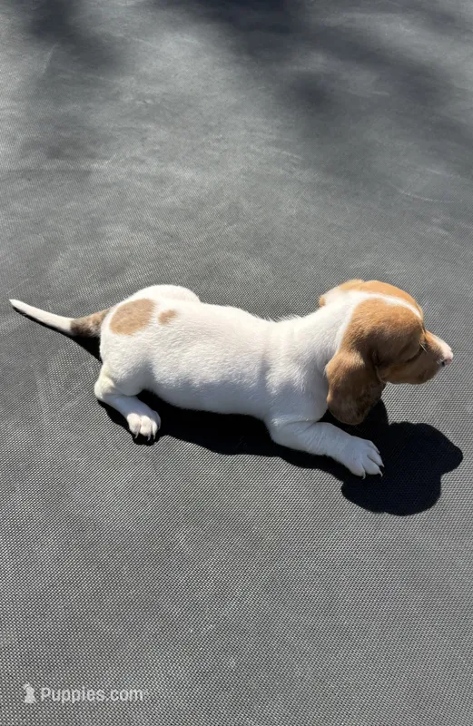 Red piebald – Miniature Dachshund puppy for sale in Carthage, MS