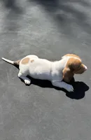 Red piebald, a male Miniature Dachshund for sale in Carthage, MS – 1 of 4