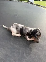 Silver dapple and tan piebald , a female Miniature Dachshund for sale in Carthage, MS – 4 of 10