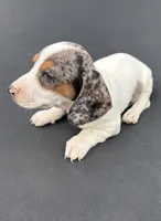 Miniature dachshund , a male Miniature Dachshund for sale in Carthage, MS – 2 of 4