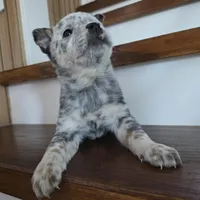 Spotty, a male Australian Cattle Dog for sale in Puyallup, WA – Photo 5 of 5