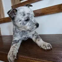 Spotty, a male Australian Cattle Dog for sale in Puyallup, WA – Photo 3 of 5