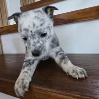 Spotty, a male Australian Cattle Dog for sale in Puyallup, WA – Photo 4 of 5