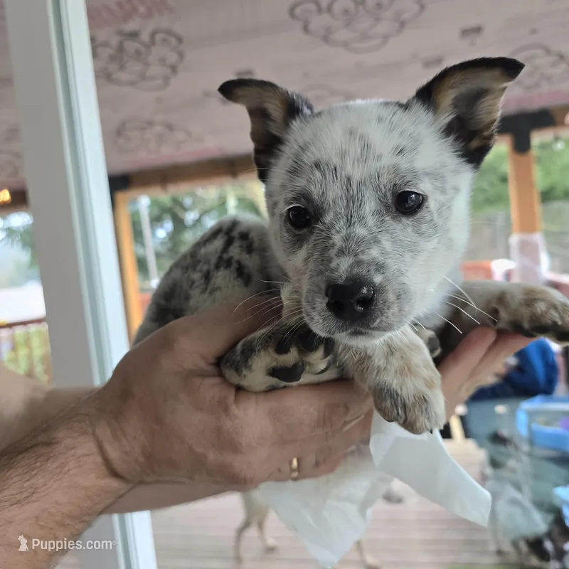 Spotty – Australian Cattle Dog puppy for sale in Puyallup, WA