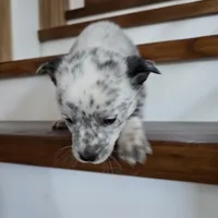 Spotty, a male Australian Cattle Dog for sale in Puyallup, WA – Photo 1 of 5