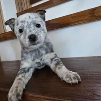 Spotty, a male Australian Cattle Dog for sale in Puyallup, WA – Photo 2 of 5