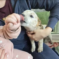 Bucky, a male Australian Cattle Dog for sale in Puyallup, WA – Photo 1 of 4