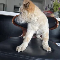 Bucky, a male Australian Cattle Dog for sale in Puyallup, WA – Photo 3 of 4