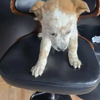 Bucky, a male Australian Cattle Dog for sale in Puyallup, WA – Photo 2 of 4