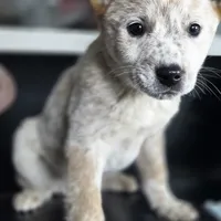 Bucky, a male Australian Cattle Dog for sale in Puyallup, WA – Photo 4 of 4