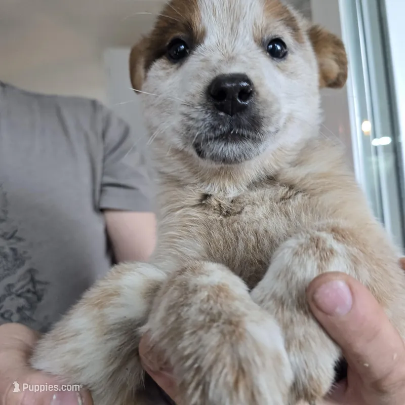 Bucky – Australian Cattle Dog puppy for sale in Puyallup, WA