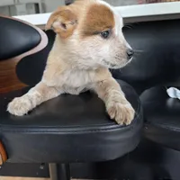 Teddy, a male Australian Cattle Dog for sale in Puyallup, WA – Photo 4 of 4