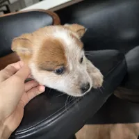 Teddy, a male Australian Cattle Dog for sale in Puyallup, WA – Photo 1 of 4