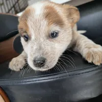 Teddy, a male Australian Cattle Dog for sale in Puyallup, WA – Photo 3 of 4