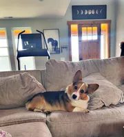Scooter, a male Pembroke Welsh Corgi for sale in Olympia, WA – 5 of 6