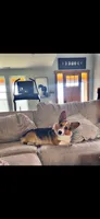 M, a female Pembroke Welsh Corgi for sale in Olympia, WA – 6 of 7