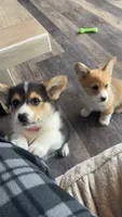 Pickles, a male Pembroke Welsh Corgi for sale in Olympia, WA – 6 of 10