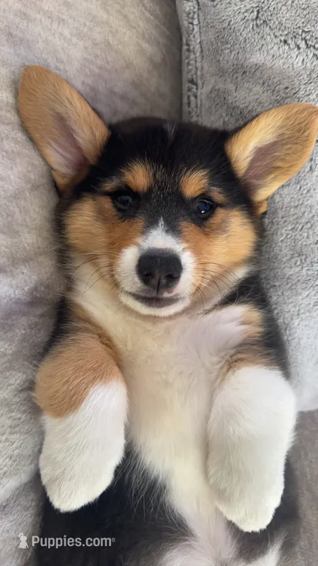 M – Pembroke Welsh Corgi puppy for sale in Olympia, WA