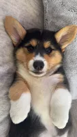 M, a female Pembroke Welsh Corgi for sale in Olympia, WA – 1 of 7