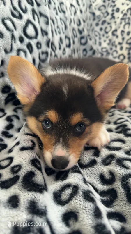 Scooter – Pembroke Welsh Corgi puppy for sale in Olympia, WA
