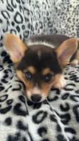 Scooter, a male Pembroke Welsh Corgi for sale in Olympia, WA – 1 of 6