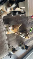 Pickles, a male Pembroke Welsh Corgi for sale in Olympia, WA – 4 of 10