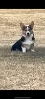M, a female Pembroke Welsh Corgi for sale in Olympia, WA – 4 of 7