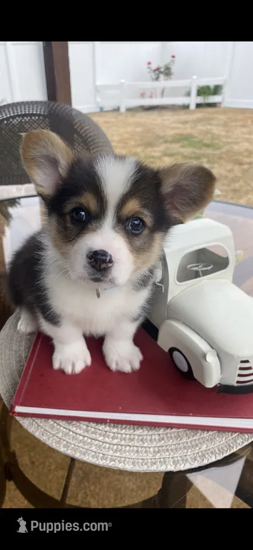 Shorty – Pembroke Welsh Corgi puppy for sale in Olympia, WA