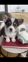 Shorty, a male Pembroke Welsh Corgi for sale in Olympia, WA – 1 of 6