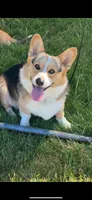 M, a female Pembroke Welsh Corgi for sale in Olympia, WA – 5 of 7