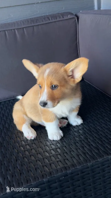 Butterball  – Pembroke Welsh Corgi puppy for sale in Aberdeen, WA