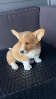 Butterball , a female Pembroke Welsh Corgi for sale in Aberdeen, WA – 1 of 5
