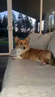 Dixie, a male Pembroke Welsh Corgi for sale in Olympia, WA – 3 of 4