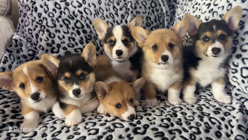 Dixie – Pembroke Welsh Corgi puppy for sale in Olympia, WA