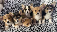 Dixie, a male Pembroke Welsh Corgi for sale in Olympia, WA – 1 of 4