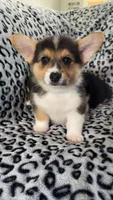 Scooter, a male Pembroke Welsh Corgi for sale in Olympia, WA – 2 of 6