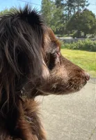 Eevee , a female Miniature Dachshund for sale in Aberdeen, WA – 6 of 6
